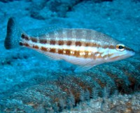 /album/fotogaleria-mar/cabrilla-serranus-cabrilla-jpg/